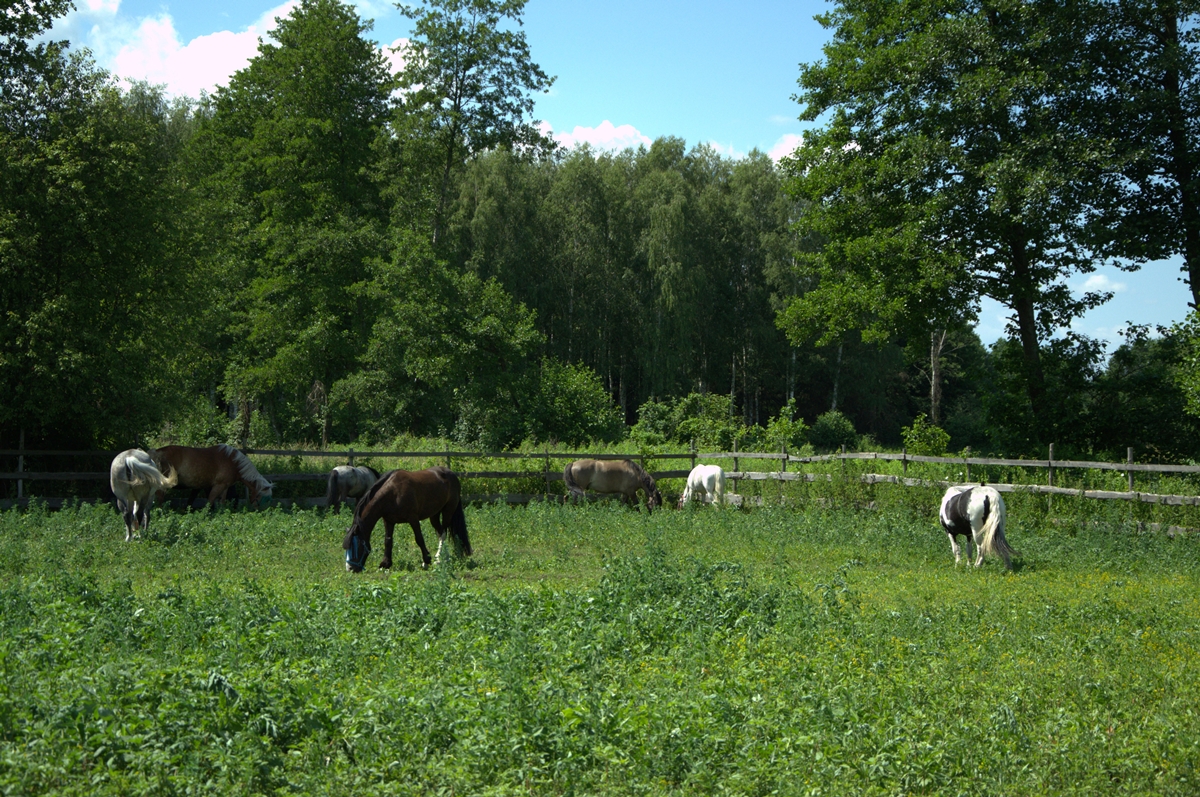 konie na pastwisku stajnia Jezdziecki Azyl
